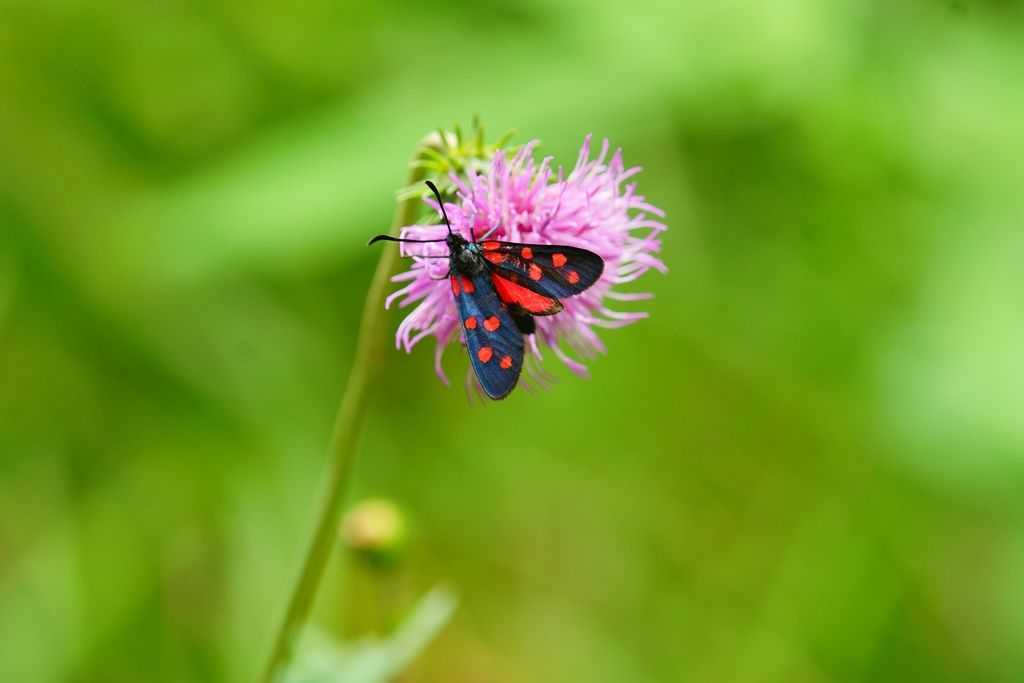 Zygaena filipendulae? No, Zygaena (Zygaena) transalpina - Zygaenidae